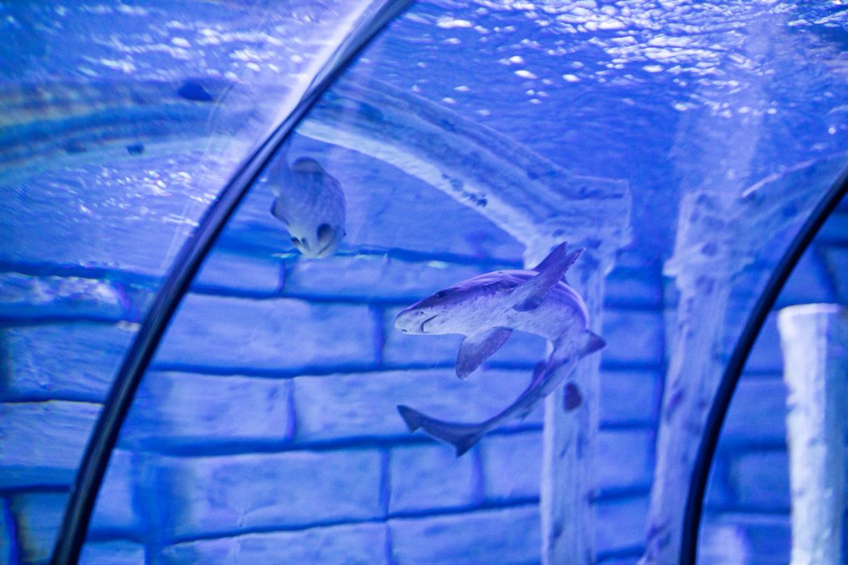 Apply Now to Chum the Waters With Your Shark Tank Ideas