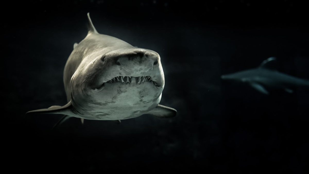 SHARK WEEK SPECIAL—BigSpeak Sponsors and Names Great White Shark, Kevin O’Leary